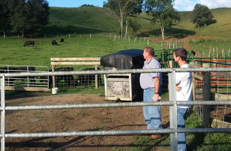 Central NY Feeder Cattle Pool Moves Forward