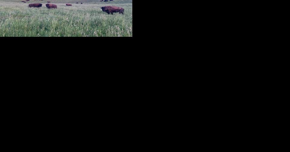 Podcast: Hemp-Fed Bison of Brush Mountain - Vimarsana News