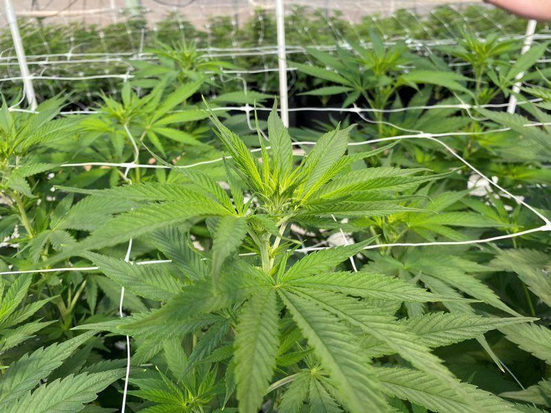 Pennsylvania Funds Hemp Awareness Efforts - Vimarsana News