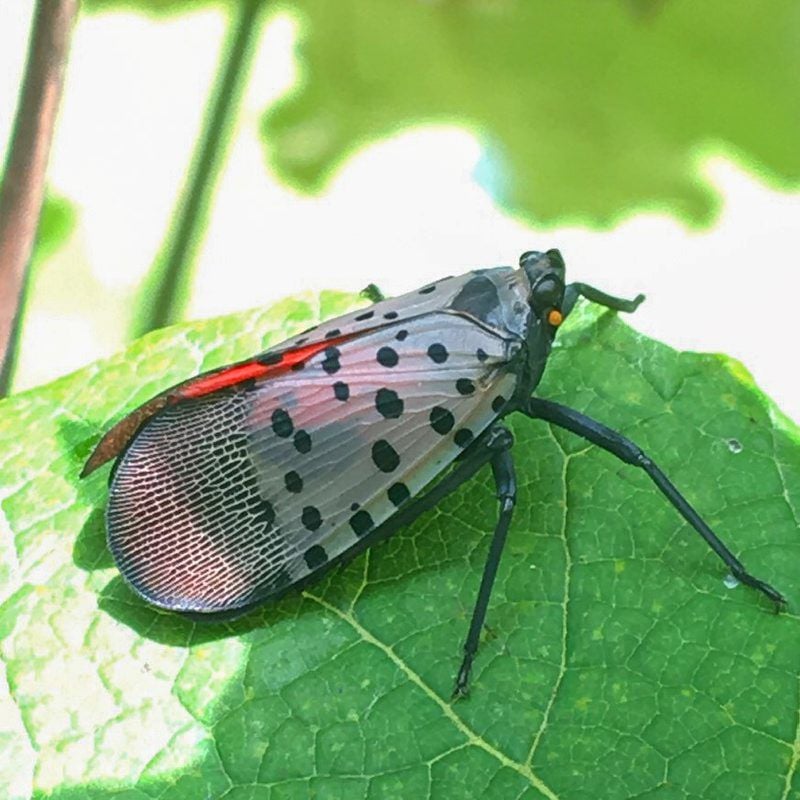Hitchhiker Bug' Causes Quarantine in Delaware | | lancasterfarming.com