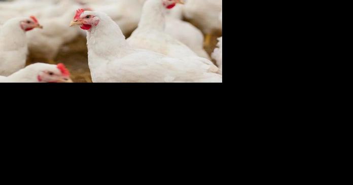 Poultry Feed Producers Wary of AI Impacts - Vimarsana News