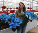Colors of Christmas: Thousands of Poinsettias on Display | Gardening Tips and How-To Garden Guides poinsettia_01.jpg