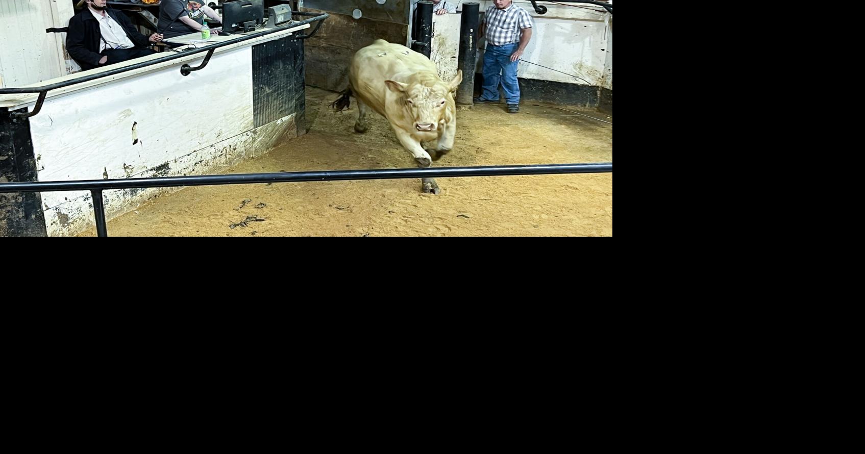 Bull Market Cattle Prices Boom at Livestock Auctions News