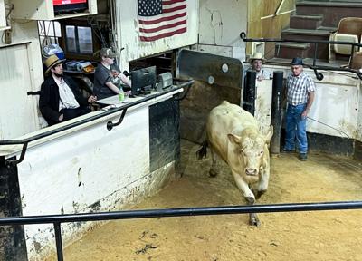 skibsbygning Land med statsborgerskab Tremble Bull Market: Cattle Prices Boom at Livestock Auctions | News |  lancasterfarming.com