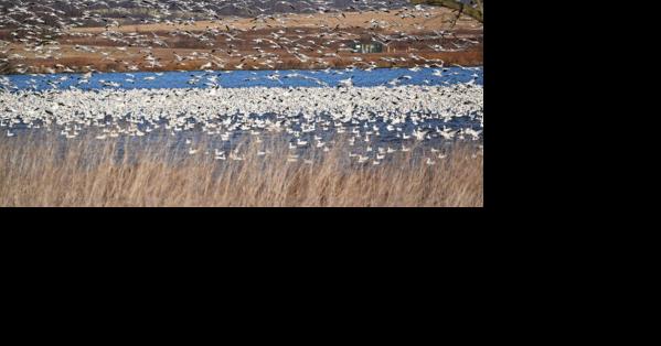 This February, Everyone's Talking About the Birds [Opinion] - Vimarsana News