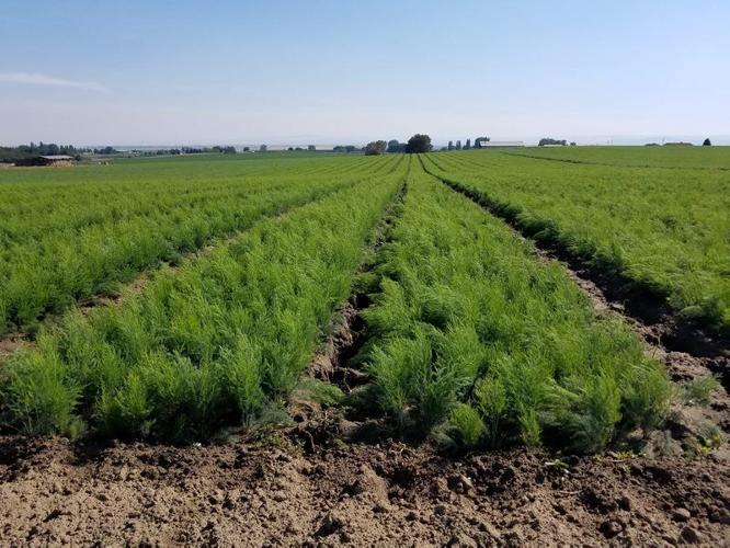 New Jersey Asparagus Breeder Rooted in World Market Fruit and