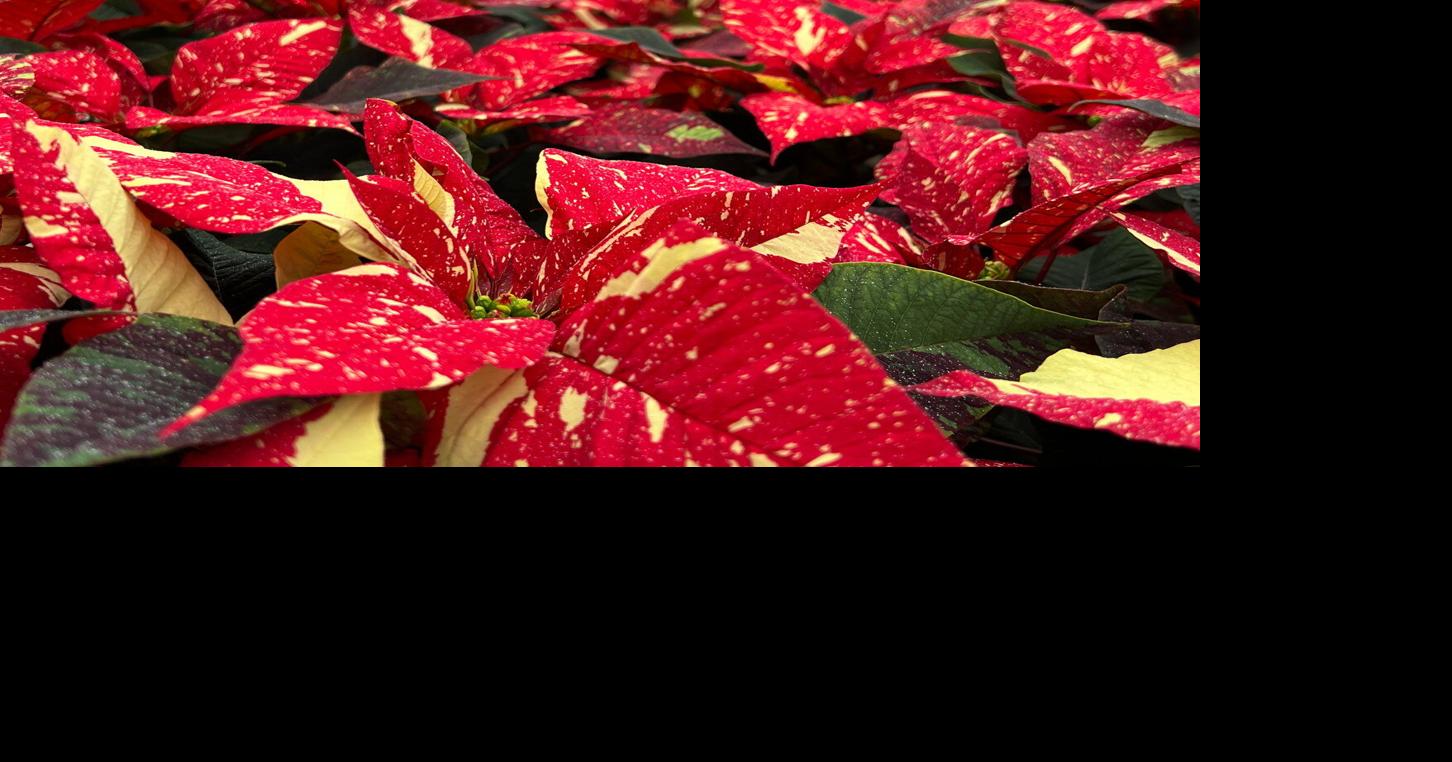 Colors of Christmas: Thousands of Poinsettias on Display | Gardening Tips and How-To Garden Guides
