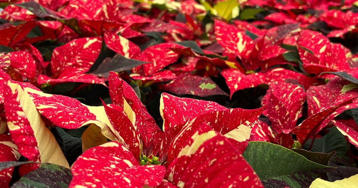 Colors of Christmas: Thousands of Poinsettias on Display | Gardening Tips and How-To Garden Guides