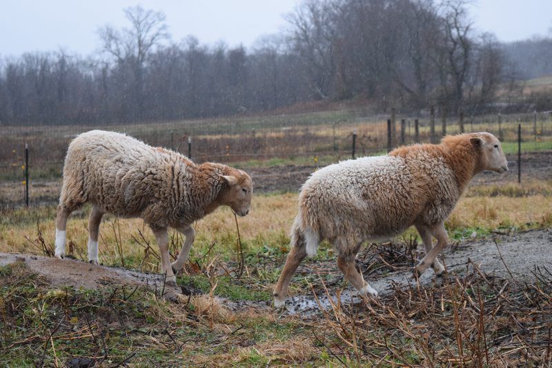 Deworm Sheep Through Breeding Latest News in Livestock & Animal