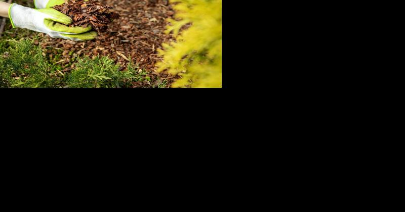 Making the Most Out of Mulch: Keeping Your Garden Healthy and Productive - Vimarsana News