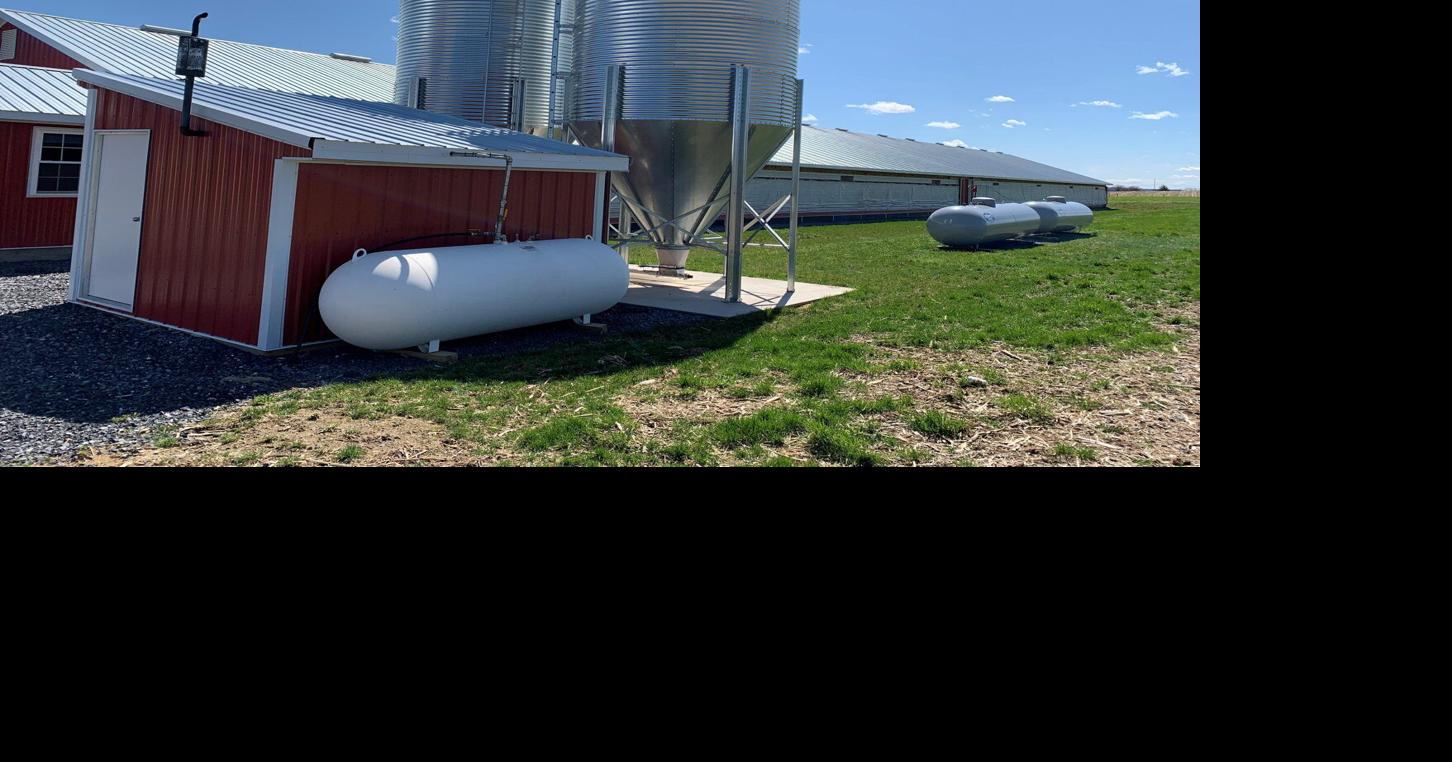 Protecting Your Flock From Avian Influenza | Poultry News ...