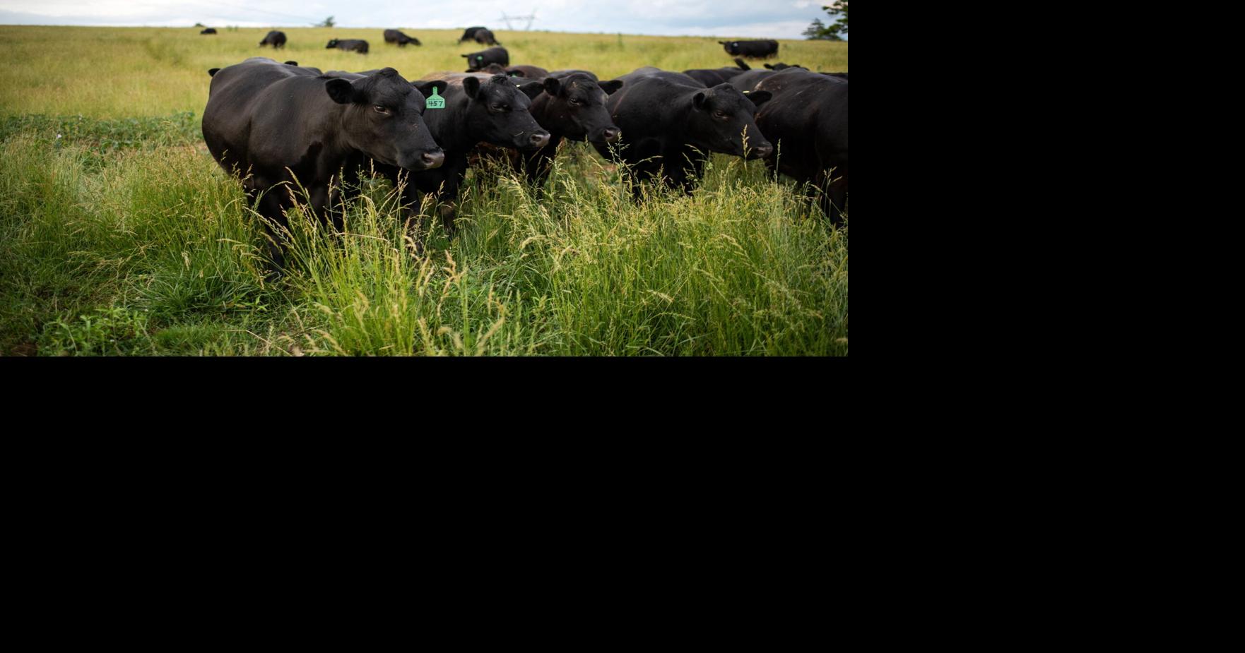 Diversification Key to Success for Virginia Angus Producer | Livestock ...