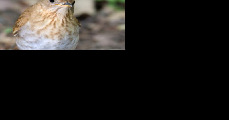 Maple Marketing Is for the Birds - Vimarsana News