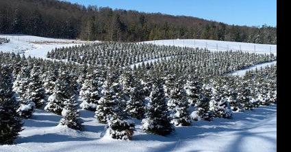 Evergreen Competition at Pennsylvania Farm Show Takes Years of Prep - Vimarsana News