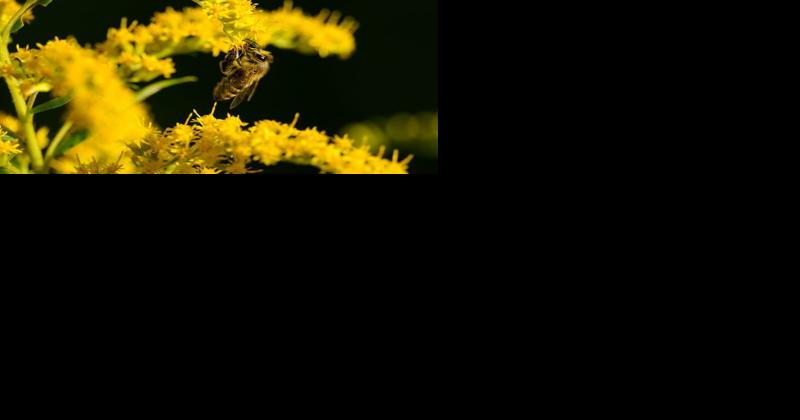 Study Finds One-Third of Wild Bee Species in Decline - Vimarsana News