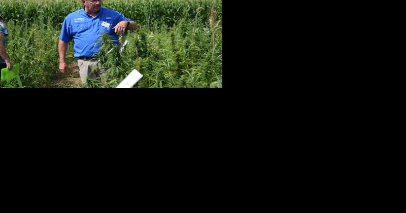 Hemp Podcast Rooted in Ag Progress - Vimarsana News