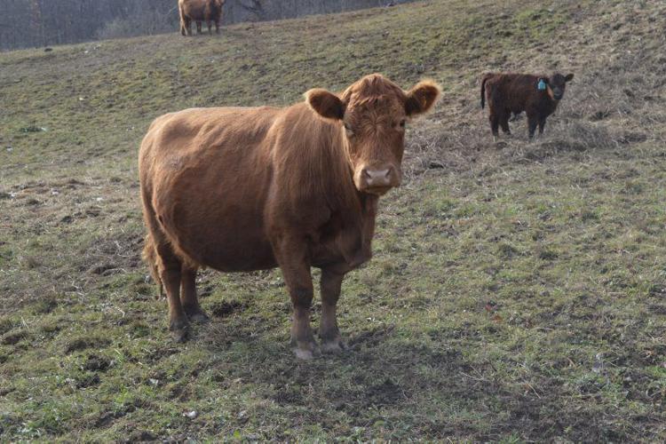 About Highland Cattle - Pittsburgher Highland Farm