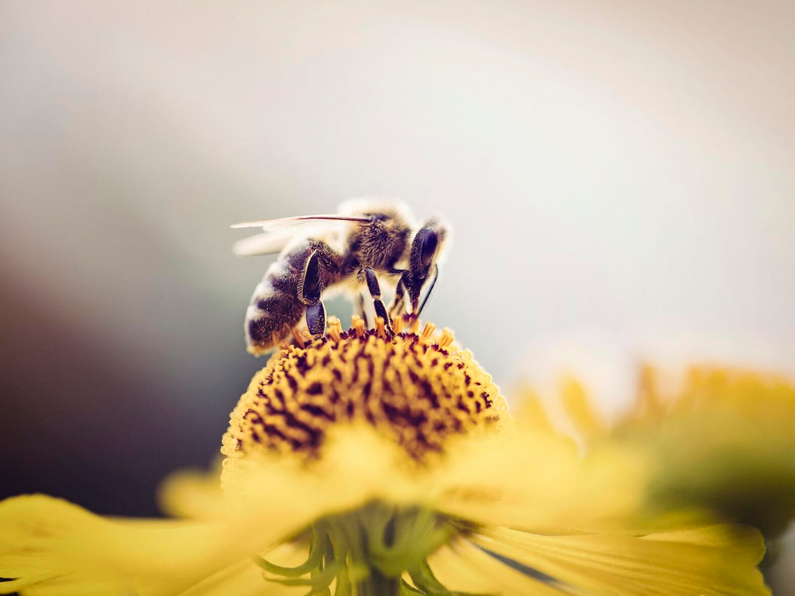 Protecting Pollinators Is High Priority - Vimarsana News