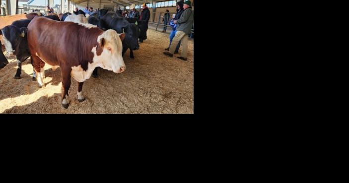 2024 PA Livestock Evaluation Center Performance Tested Bull Sale Sees Record Prices - Vimarsana News