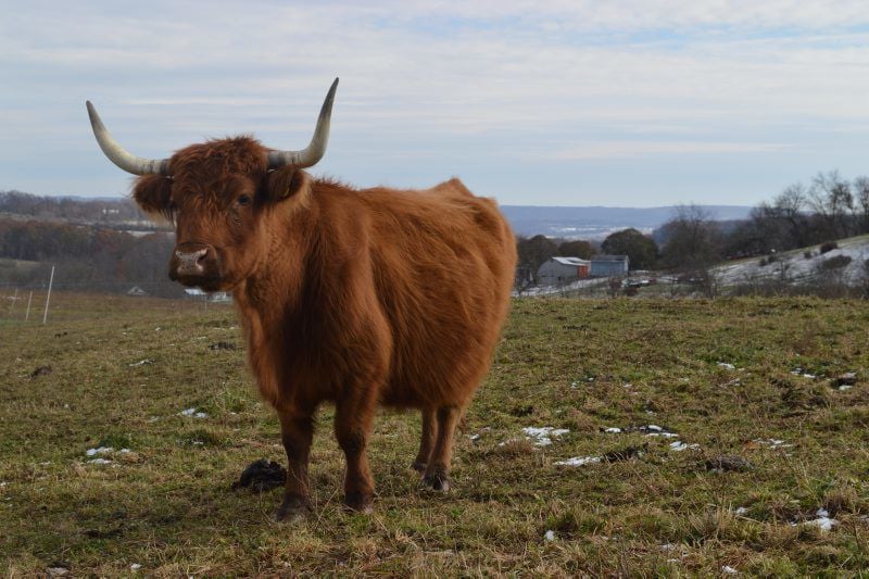 About Highland Cattle - Pittsburgher Highland Farm