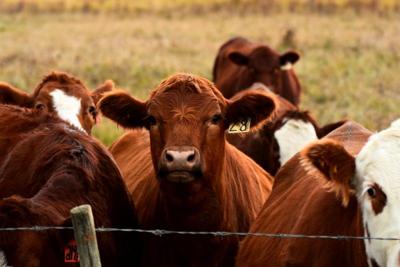 An image of young beef cattle standing near a barbed wire fence