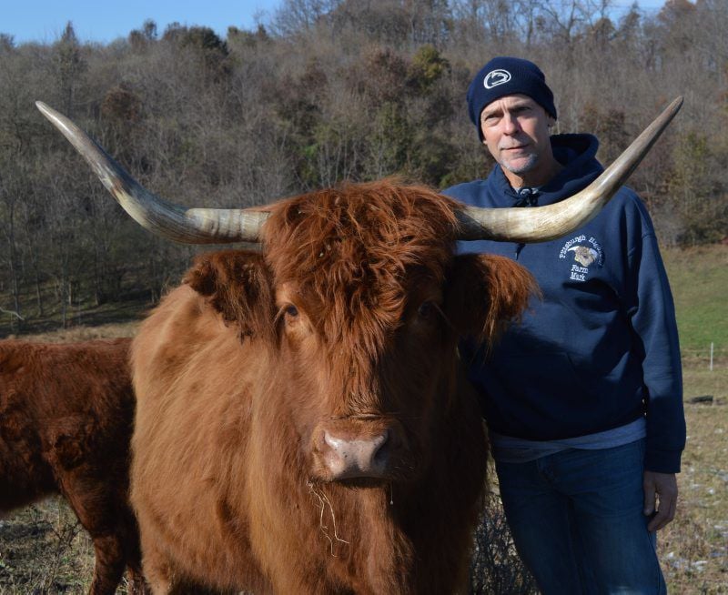 About Highland Cattle - Pittsburgher Highland Farm