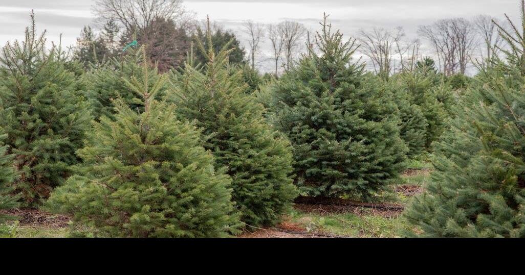 Is It Safe to Feed Christmas Trees to Livestock? Livestock News