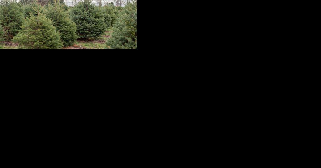Is It Safe to Feed Christmas Trees to Livestock? - Vimarsana News