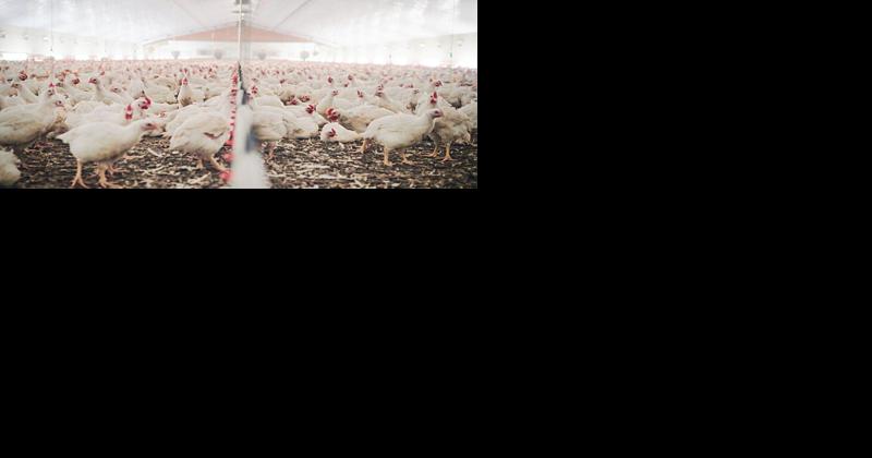 Pennsylvania Has Paid Out $12M in Avian Influenza Recovery Funds - Vimarsana News