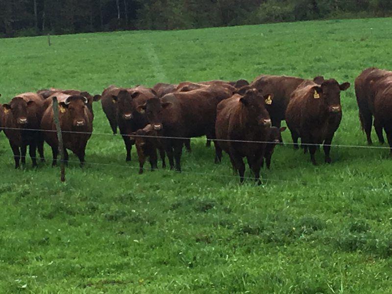 Red Devons Find Ideal Home On Western New York Farm Beef Cattle Farming News Lancasterfarming Com
