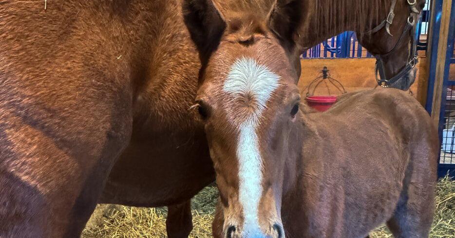 Whysper Wynd Mare Gives Birth to American Pharoah Foal - Vimarsana News