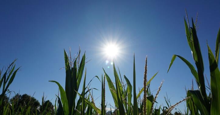 Despite Wet Start, Summer Could End Hot and Dry for Growers