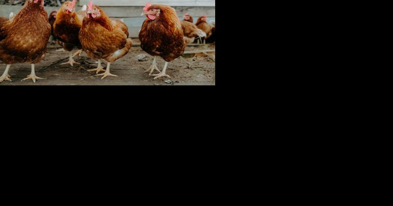 Avian Influenza Found in Virginia and Kentucky Flocks - Vimarsana News