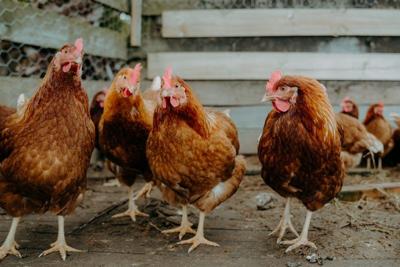 Poultry for the farm and home. A couple of large bins in