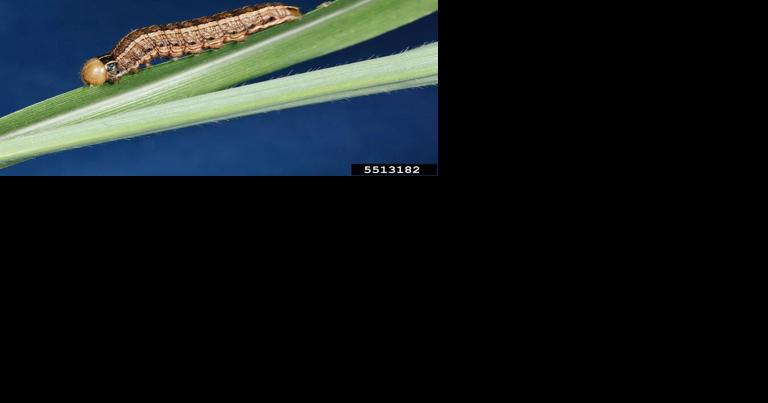 Insect Clipping Heads Found in Small Grain Fields - Vimarsana News