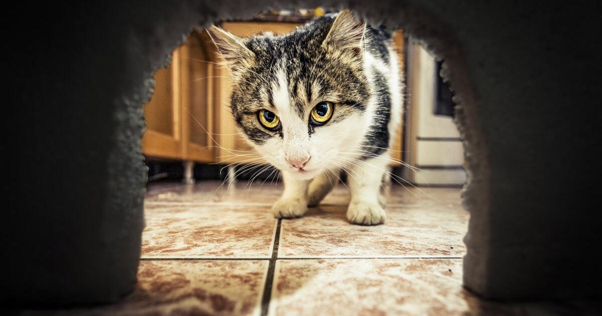 Mice Make Mischief in the Winter Farmhouse [Opinion] | Farm and Rural ...