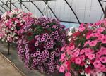 Flower Growers Anticipate Trends for the Season