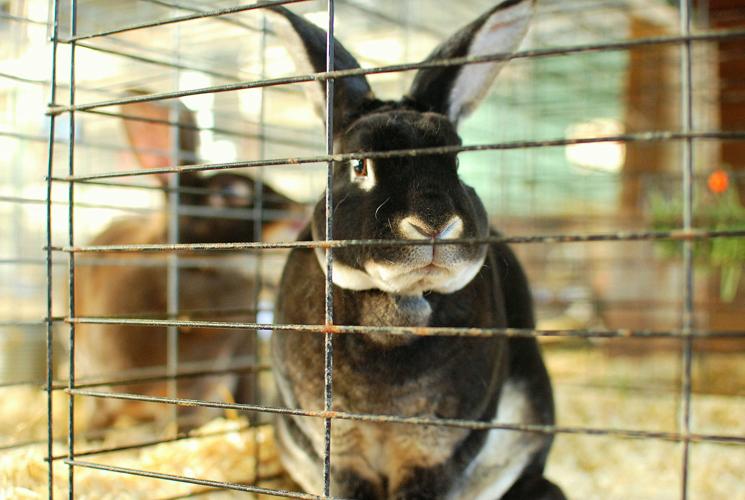 Farm Show Complex Hosts Large National Rabbit Convention Farming and