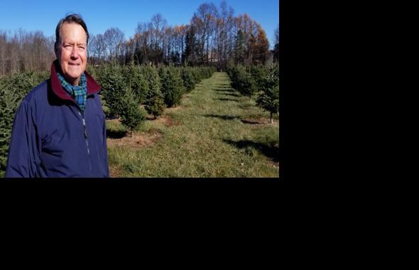 Farm Prepares To Sell Its First Christmas Tree Northern Region Lancasterfarming Com