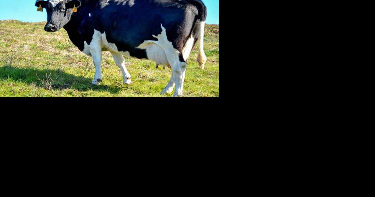 Will Cow Influenza Testing Affect Cattle Markets? - Vimarsana News