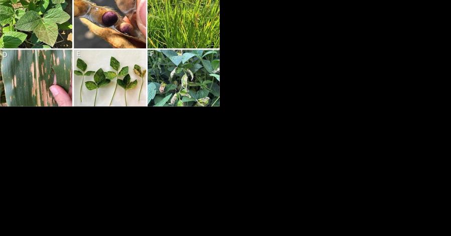 Understanding and Identifying Plant Diseases - Vimarsana News
