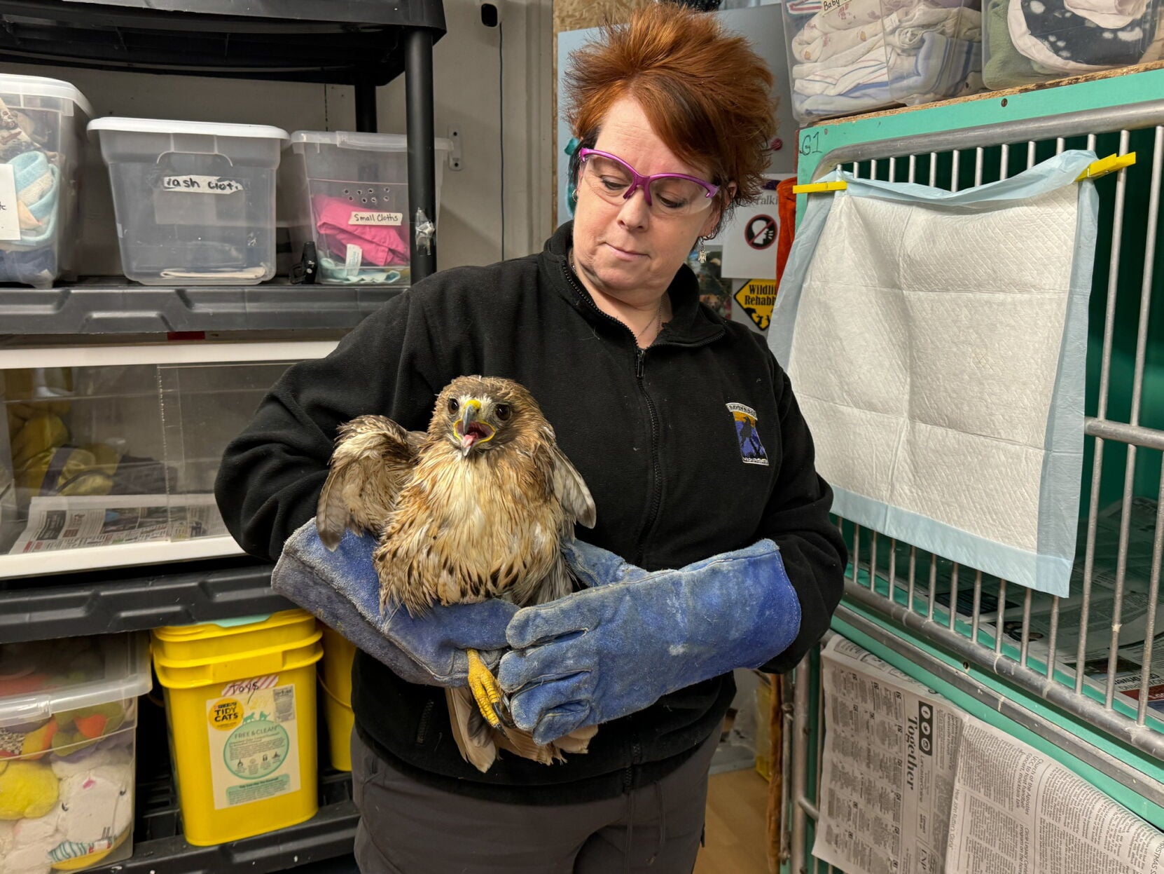 Raven Ridge Wildlife Center Gives Injured Animals a Second Chance ...