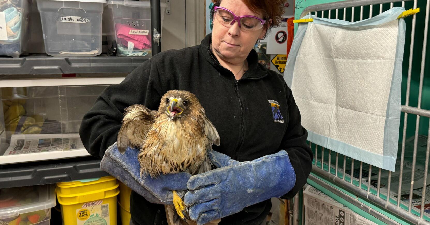 Raven Ridge Wildlife Center Gives Injured Animals a Second Chance - Vimarsana News