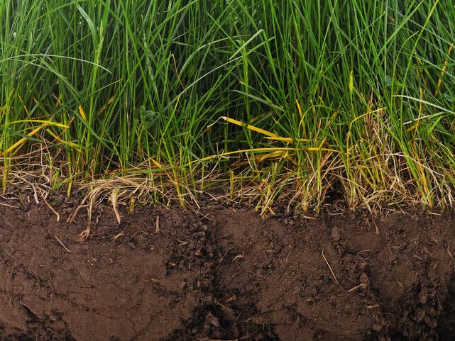Improving Pasture Soils Boosts Climate Resilience - Vimarsana News
