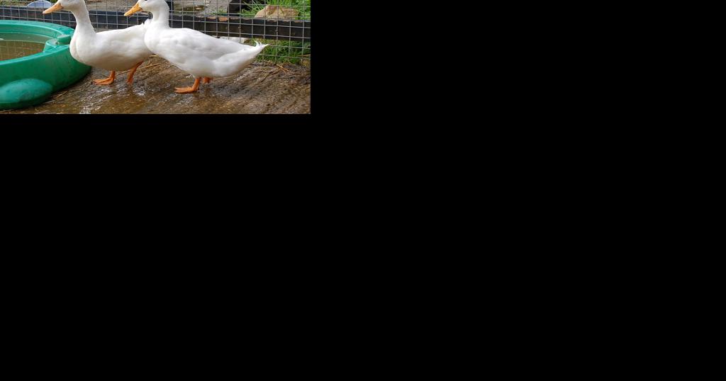 Pennsylvania Quarantines 200 Farms for Avian Flu Testing - Vimarsana News