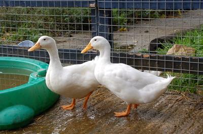 Ducks Increasing in Popularity for Small-Scale Farmers