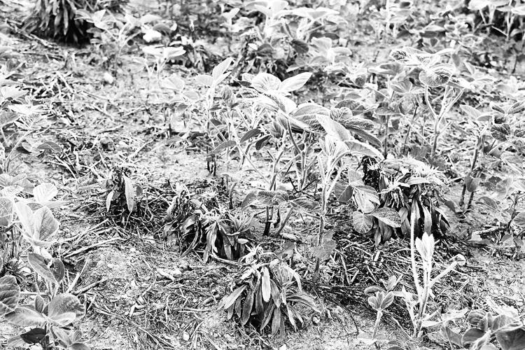 Farmers Have Sprays to Control Marestail | Main Edition ...