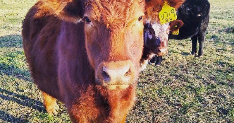 Understanding Critical USDA Livestock Assistance Programs