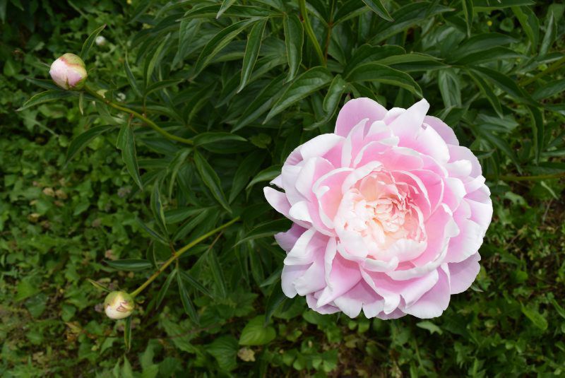 Deep Rose Peonies in an Italian Vase, NOT store A Print