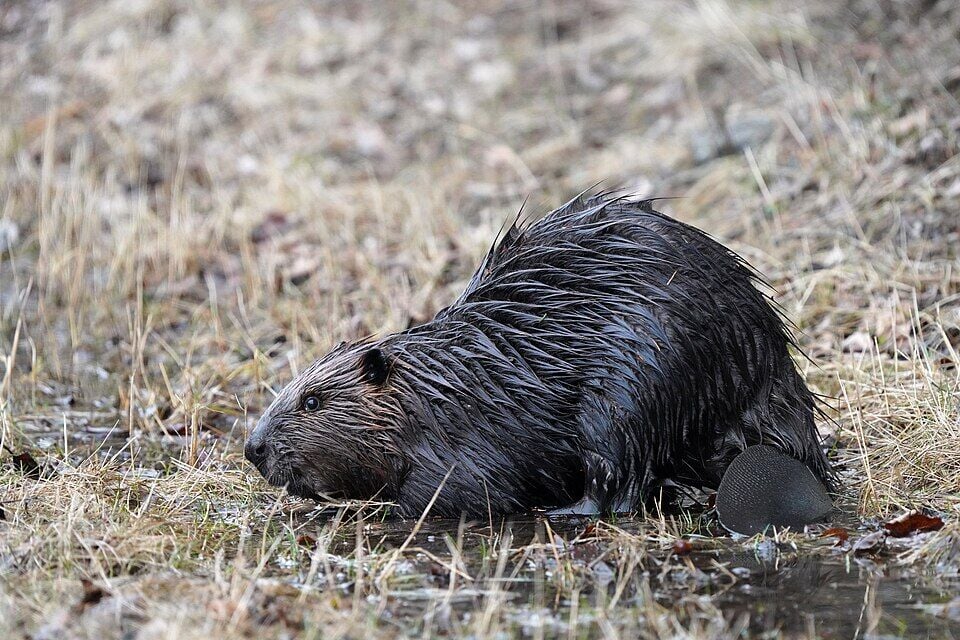 Possible Rabid Beaver Attacks Prompt Closures at Maryland Park